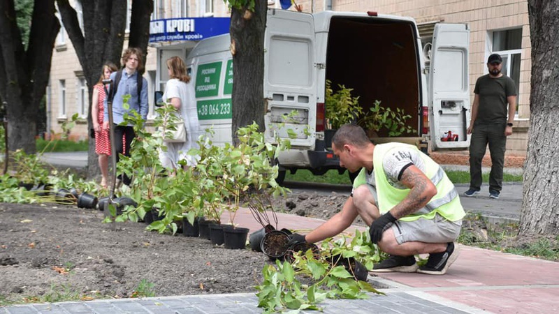 У Луцьку на проспекті Волі висаджують декоративні кущі