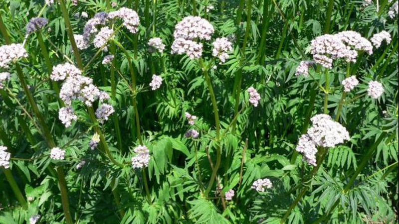 На Волині започатковують вирощування валеріани