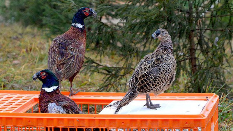 На Волинь привезли майже чотири тисячі фазанів. ФОТО