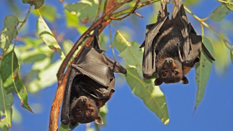 У нацпарку на Волині мешкають 15 видів червонокнижних кажанів