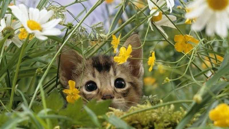 Мінлива хмарність і спека: прогноз погоди на 22 серпня