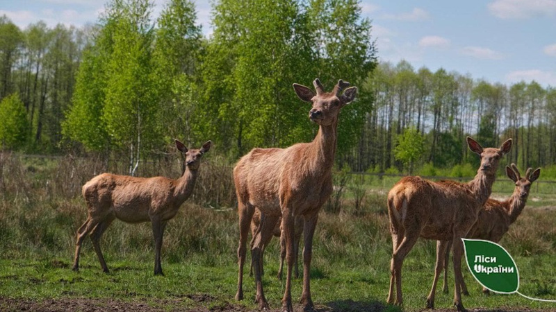 У лісгоспі на Волині народились оленята