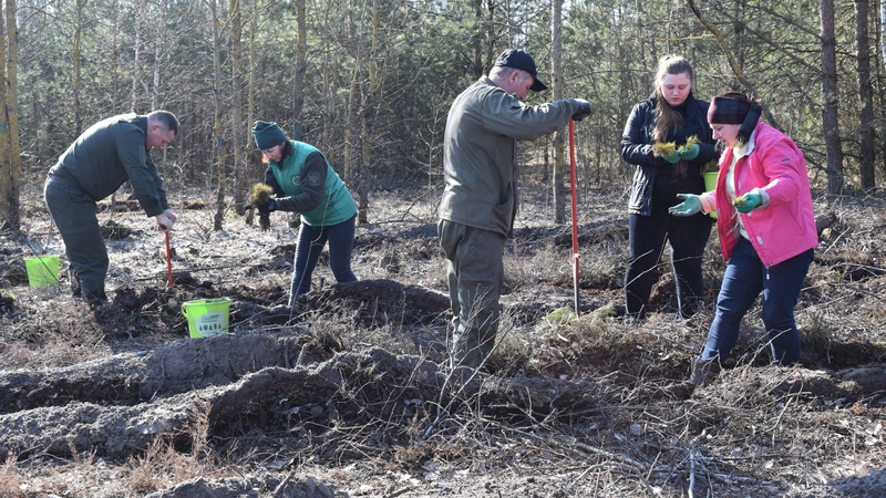 На Волині переселенці садили ліс