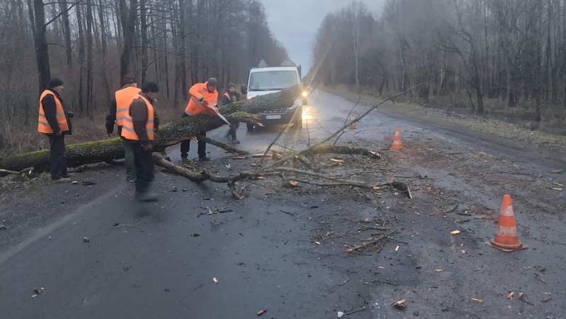 На Волині вітровій повалив дерева. ФОТО