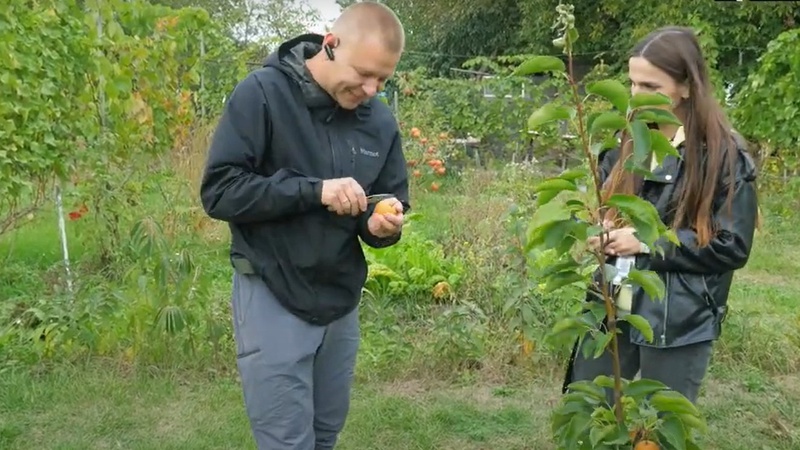 «Це була просто авантюра», - волинян розповів, як розпочав вирощувати екзотичні фрукти