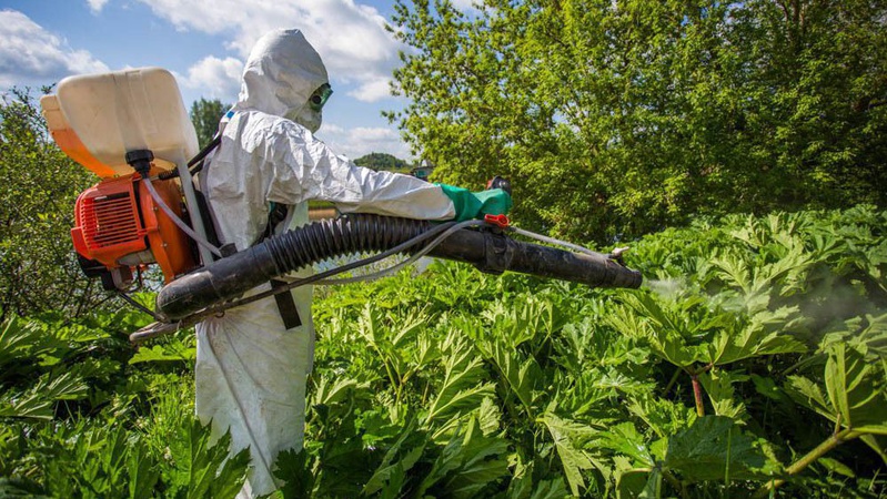 У громадах Луцького району боротимуться з борщівниками