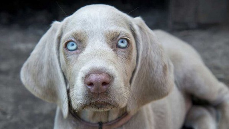 Судили волинянина, який на очах у дитини вбив собаку