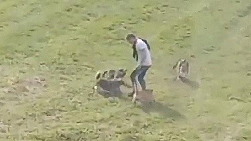 У Ковелі бродячі собаки кусають перехожих. ВІДЕО