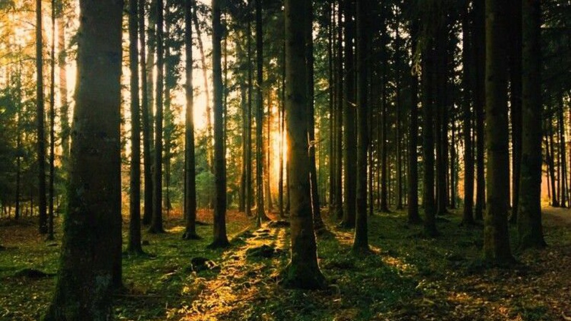 Прокурори на Волині наполягають на поверненні державі земель лісового фонду вартістю 117 мільйонів гривень