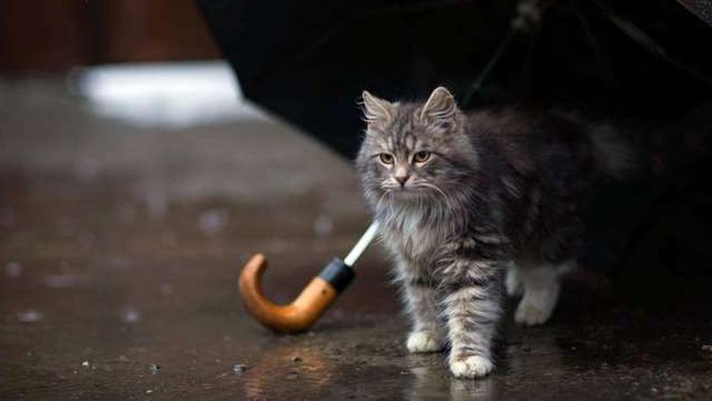 У більшості областей дощитиме, вдень до 12° тепла: прогноз погоди на 20 березня