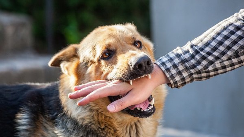 Лучани скаржаться на агресивних собак