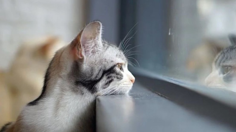 Переважно без опадів, сильний вітер: прогноз погоди на 23 лютого