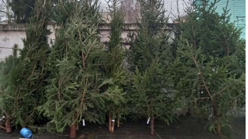 Де у Луцьку будуть продавати новорічні ялинки. АДРЕСИ