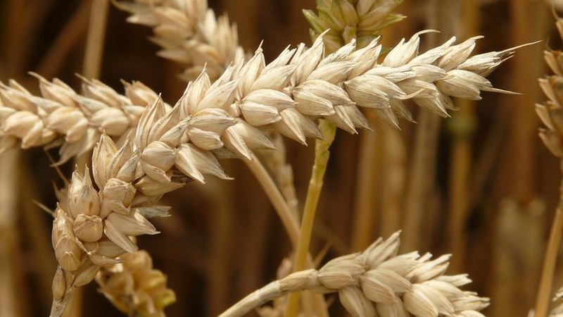 Держзернова корпорація перебуває на межі банкрутства – нардеп