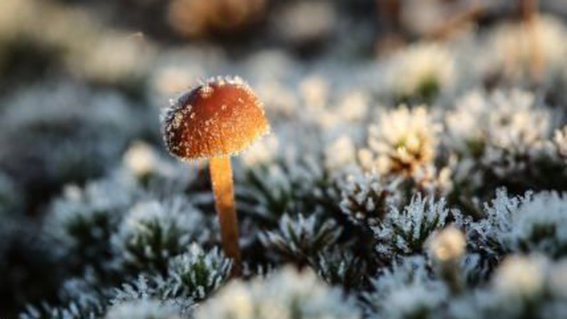 Очікуються заморозки: синоптики спрогнозували погоду на Волині у вівторок, 7 вересня