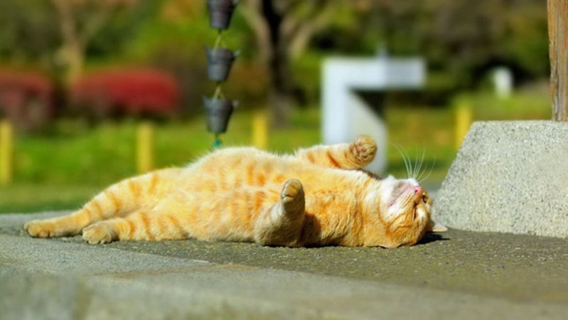 Хмарно з проясненнями: прогноз погоди на Волині 13 лютого