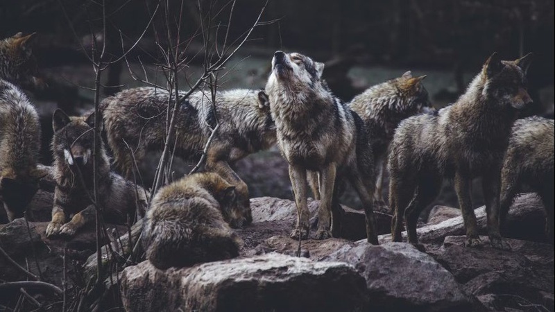 У лісах на Волині зросла кількість вовків