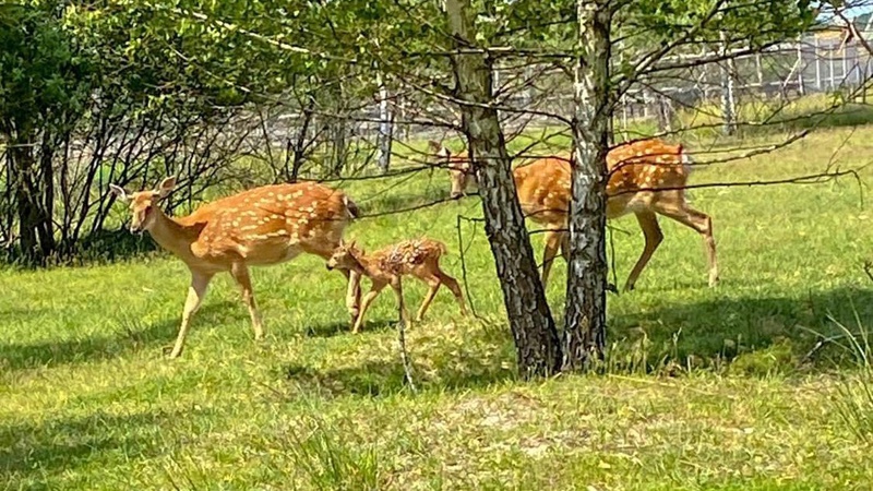 У приватному мінізоопарку на Волині вирощують плямистих оленів