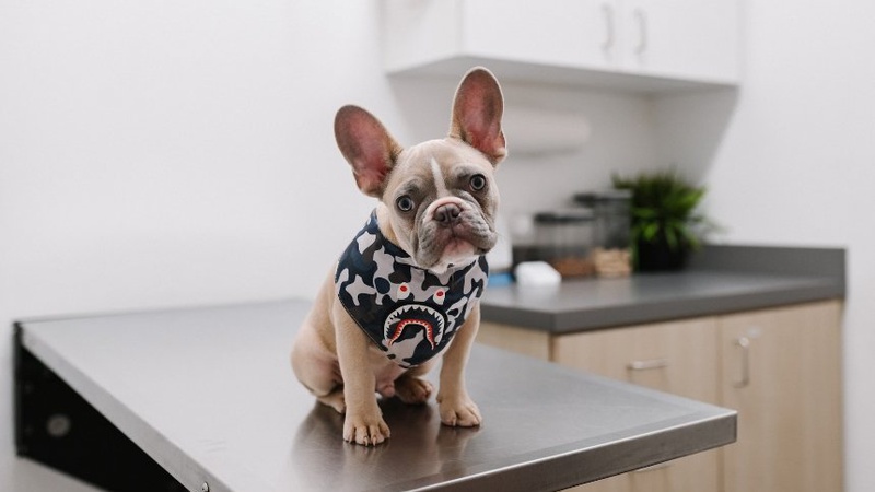 За два тижні у Луцьку безплатно вакцинували майже 200 тварин