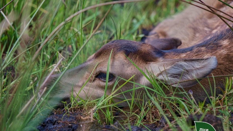 У волинських лісівників – поповнення: у вольєрі народилися оленята.ФОТО