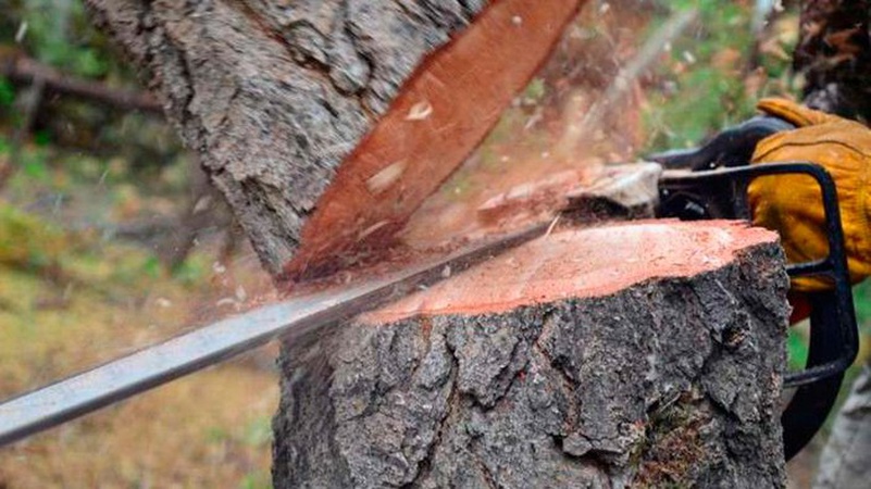 Незаконно рубав дерева: волинянин постане перед судом