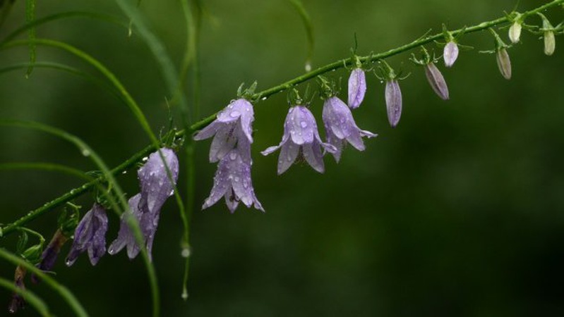 Короткочасні дощі та грози, вдень до +23°: прогноз погоди на 29 червня