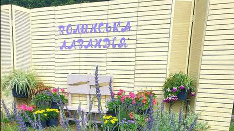 «Волинська Голландія» відкриває лавандове поле