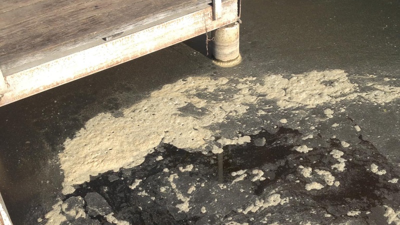 Ковельчани б’ють на сполох через «жижу» на водоймі, інші – сміються, бо знають, що це. ФОТО