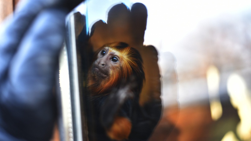 Через перепади світла Луцький зоопарк працює в критичних умовах