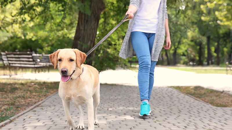 Лучанка просить створити майданчик для вигулу собак поблизу проспекту Соборності