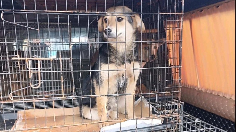 У місті на Волині виловлювали безпритульних собак