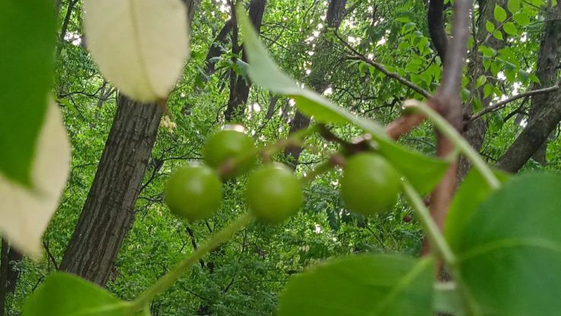 В нацпарку на Волині знайшли нові види рослин
