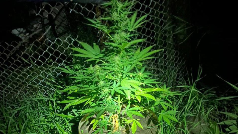 У 61-річного лучанина вдома знайшли понад 100 кущів коноплі. ФОТО