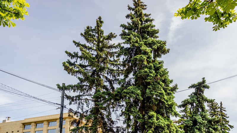 Головні ялинки Луцька хворіють: чи можна їх врятувати?