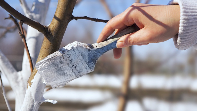 Жителів Луцької громади просять не білити дерева та бордюри