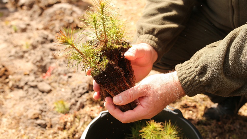 На Волині висадили майже 8 тисяч дерев