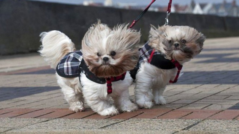 Шалений вітер: на Волині оголосили помаранчевий рівень небезпеки