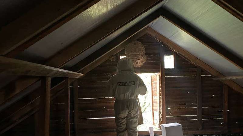 На горищі у волинянки поселились шершні