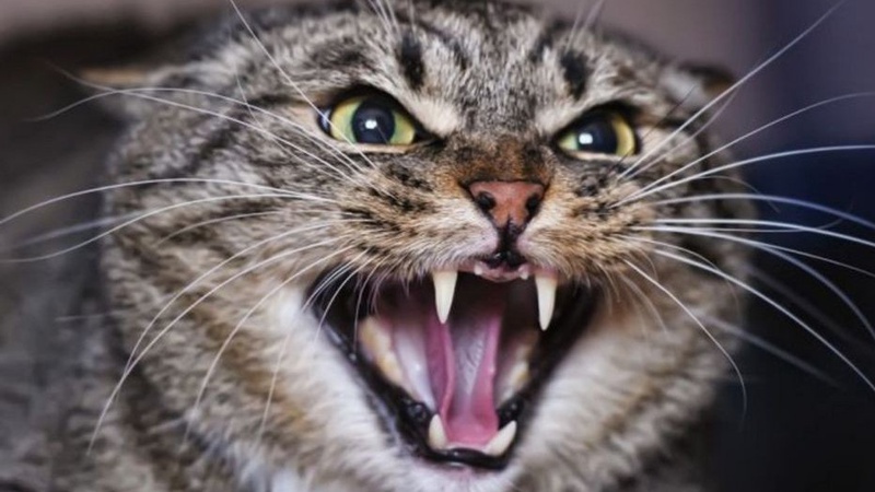 В Іваничах скажений кіт покусав пса