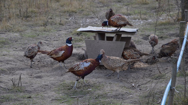 Вирощену на Волині сотню фазанів випустили в дику природу