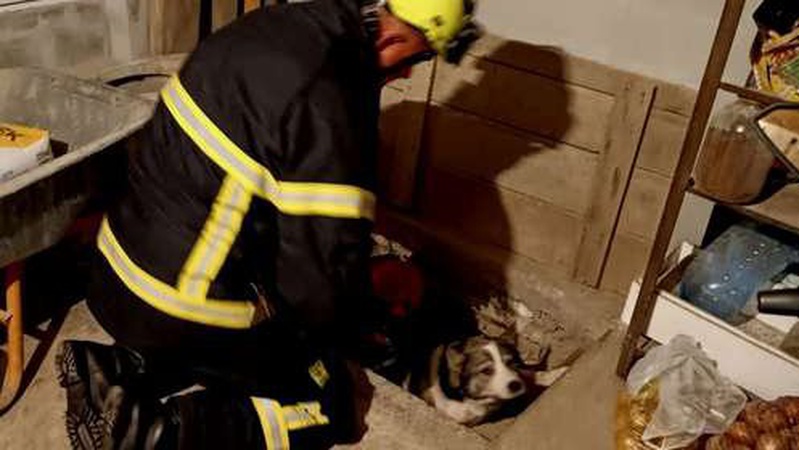 У селі під Луцьком волинські рятувальники дістали з погреба собаку. ФОТО