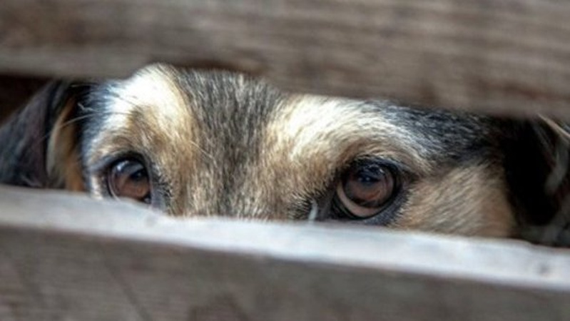 На Волині п’яний неадекват перерізав собаці горло на очах у дітей