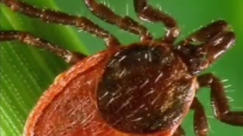 Сезон кліщів триває: на Волині 150 людей звернулись до медичних закладів