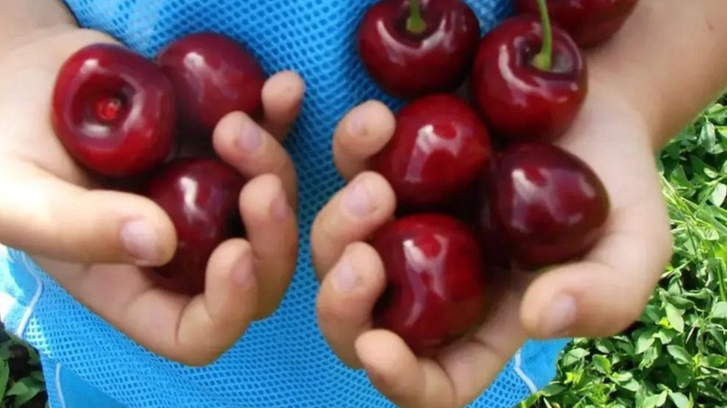 Рвала черешню біля храму: у Ковелі священник зв’язав школярку скотчем