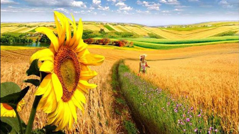 Скільки на Волині коштує гектар землі