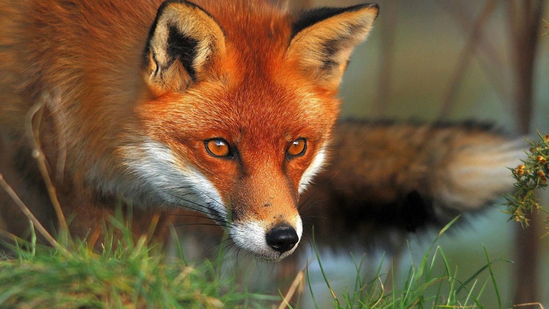 Через сказ на Волині хочуть відстріляти майже 700 лисиць