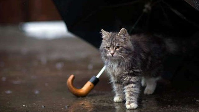 Дощ та мокрий сніг: прогноз погоди на 25 січня