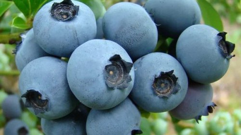 Волинські лісівники продають лохину