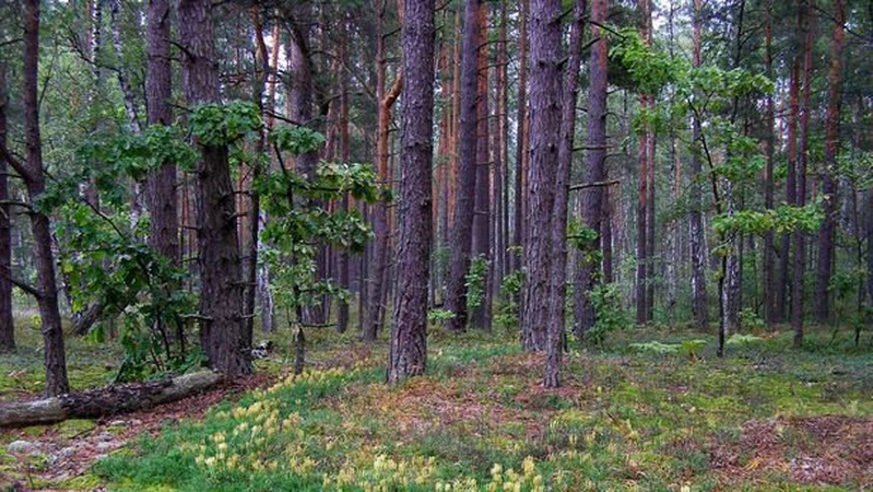На Волині в лісі знайшли повішеним чоловіка, якого розшукували місяць