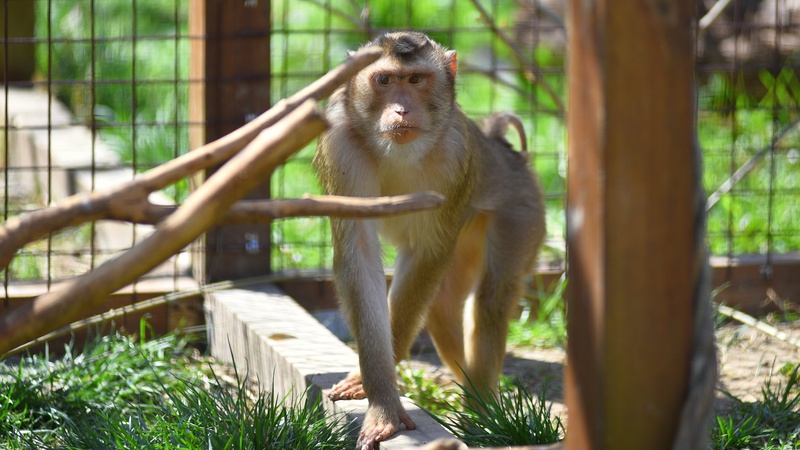 У Луцьку мавпа «грабує» відвідувачів звіринця